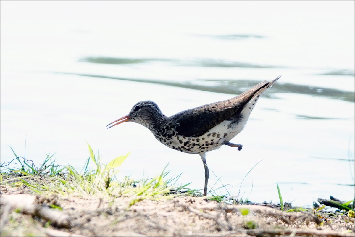 Spotted Sandpiper - ML620831246