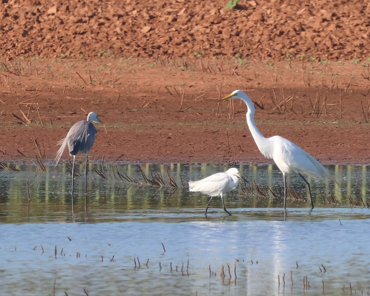 Great Blue Heron - ML620831247