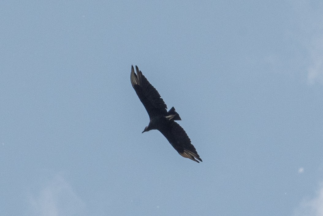 Black Vulture - ML620831248