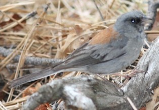 Junco ardoisé (dorsalis) - ML620831256