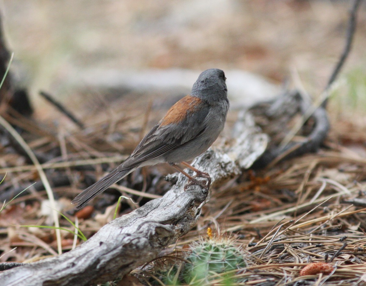 Dark-eyed Junco (Red-backed) - David Vander Pluym