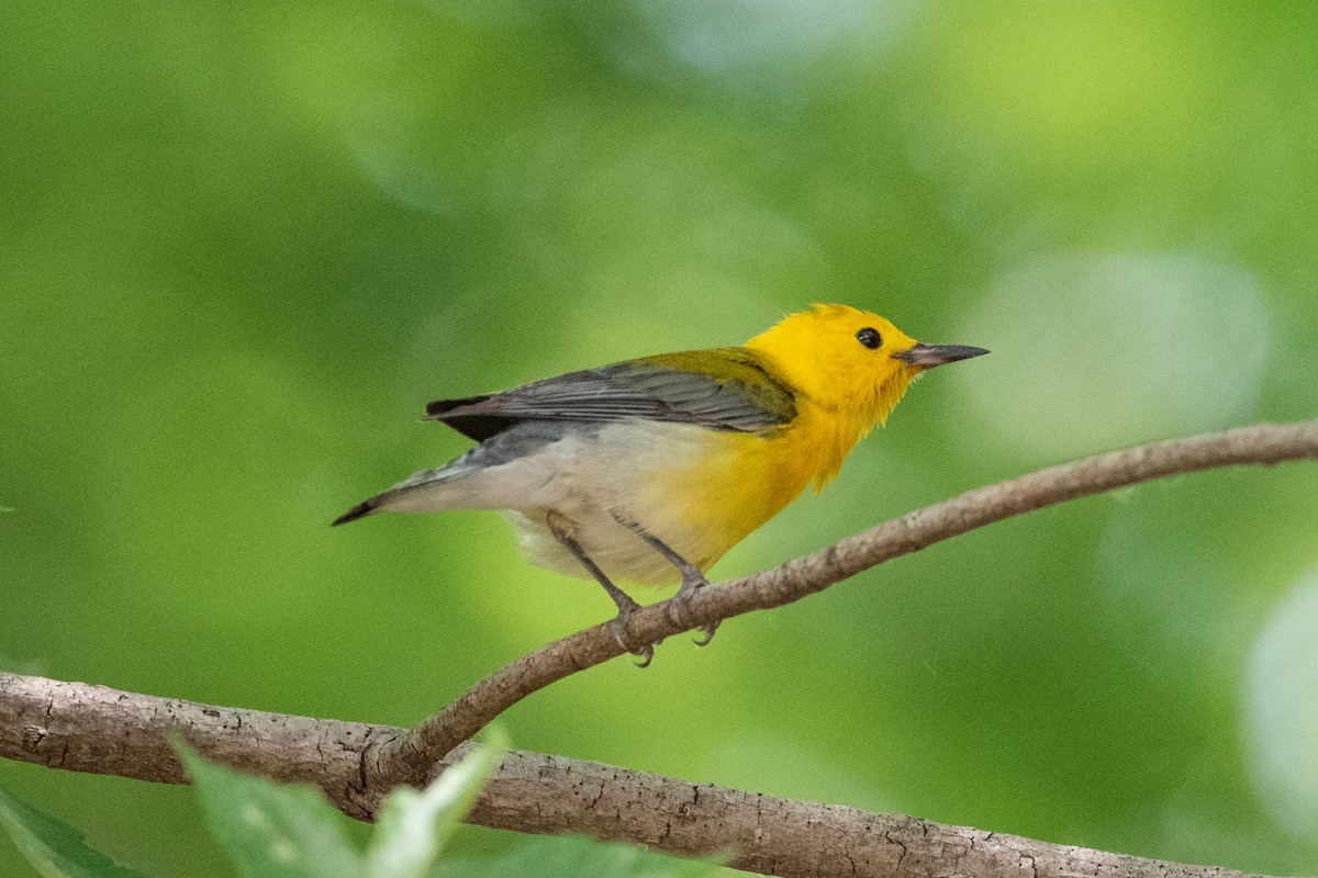 Prothonotary Warbler - ML620831258