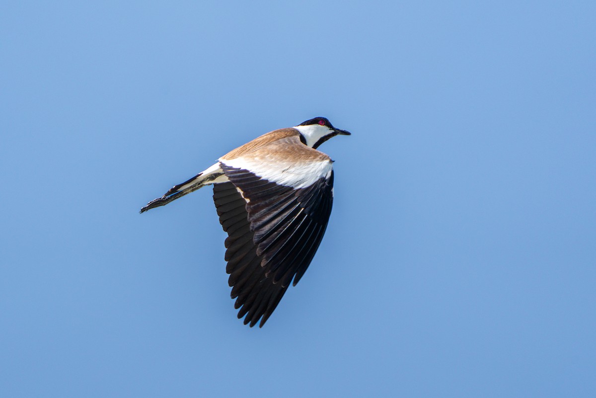 Spur-winged Lapwing - ML620831259