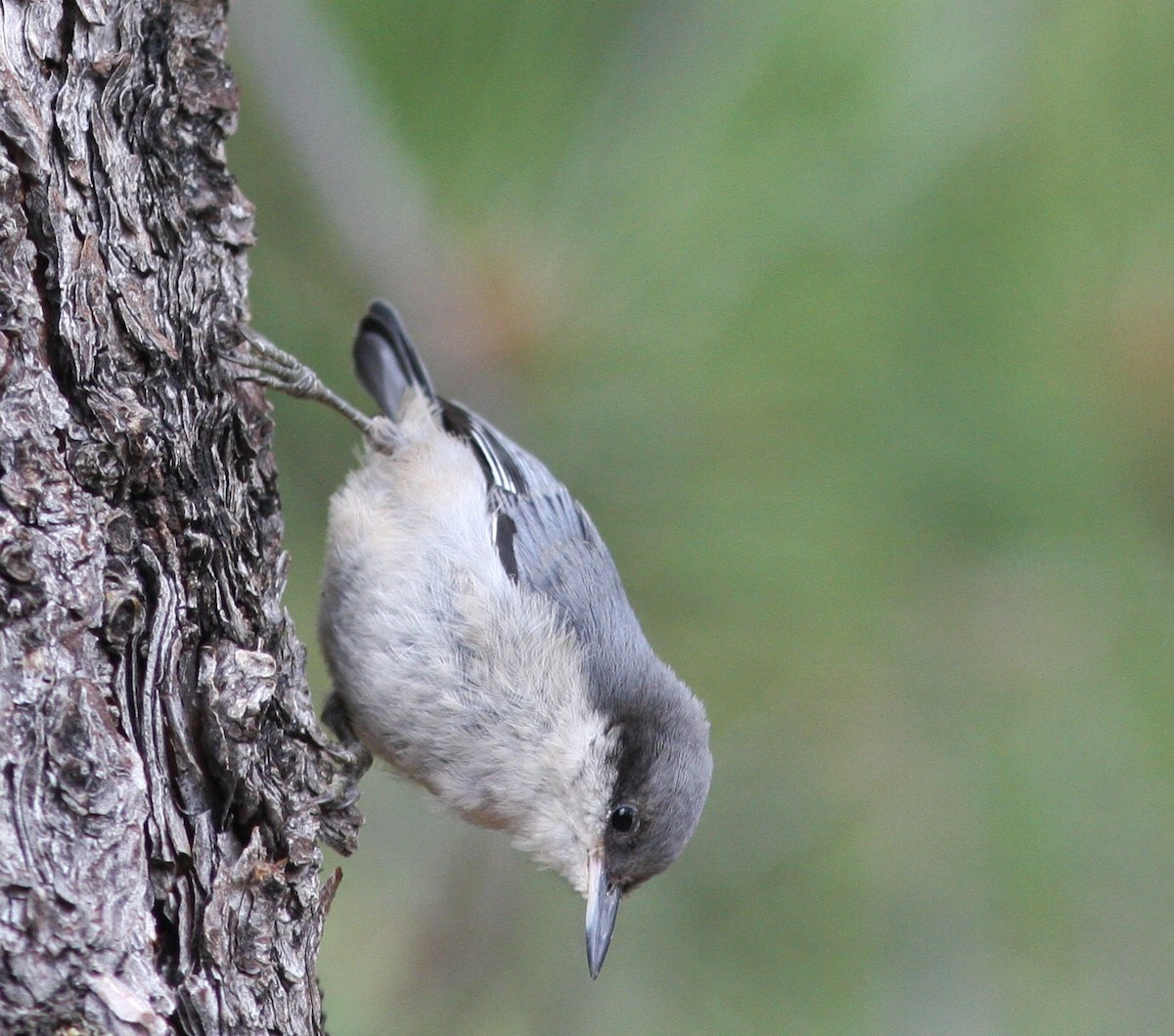 Pygmy Nuthatch - ML620831261