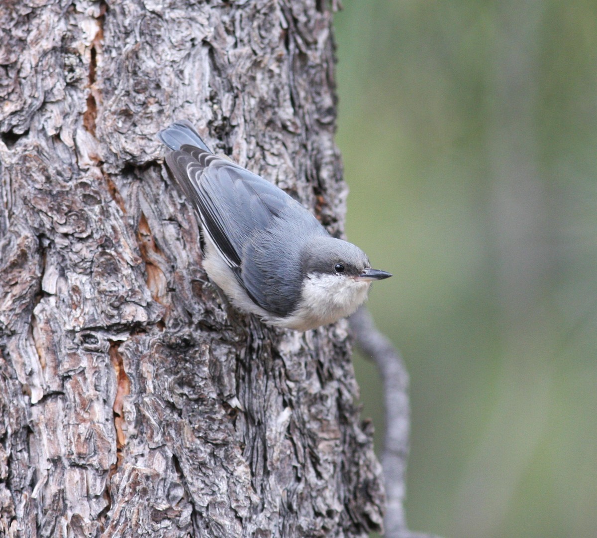 Pygmy Nuthatch - ML620831262