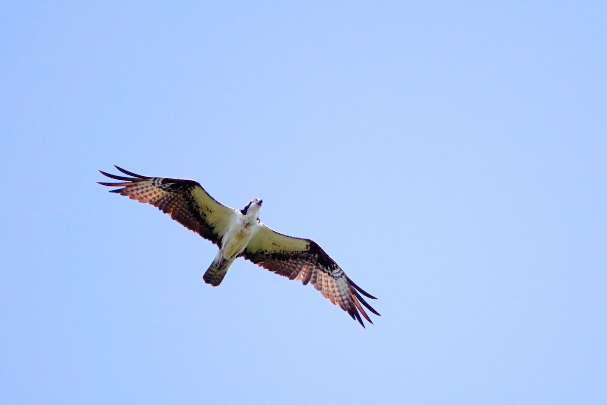 Osprey - ML620831263