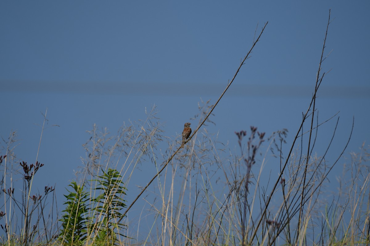 Field Sparrow - ML620831264