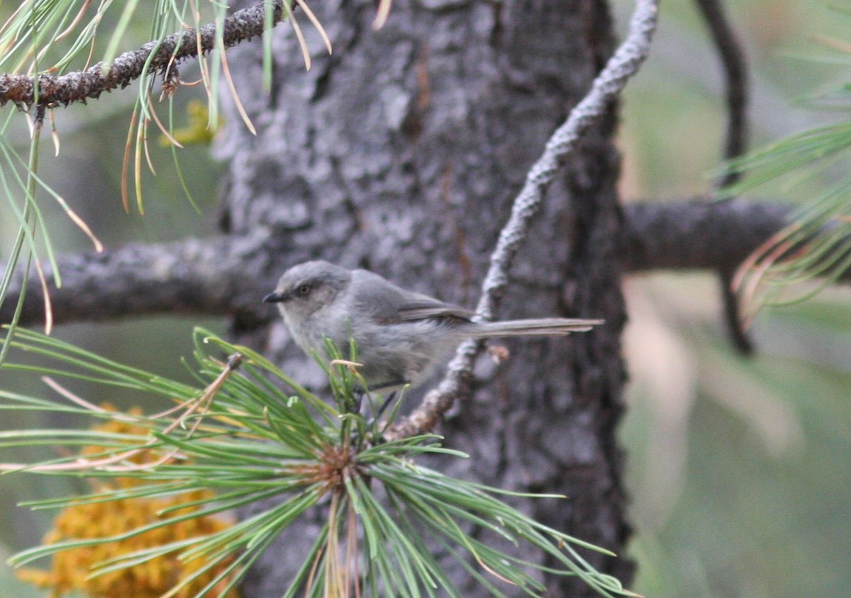 Bushtit - David Vander Pluym