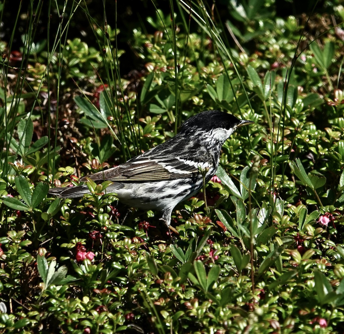 Blackpoll Warbler - ML620831267