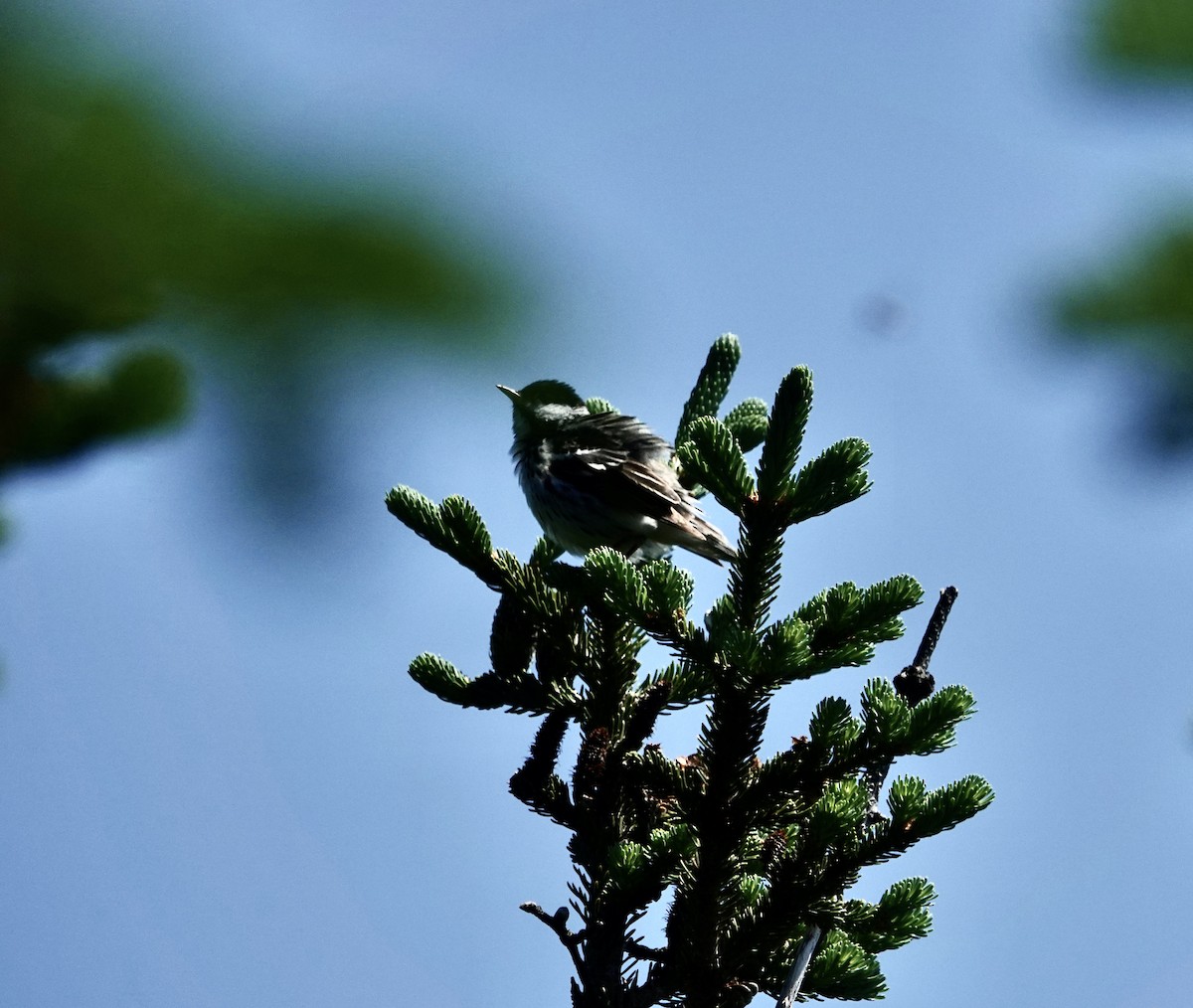 Blackpoll Warbler - ML620831268