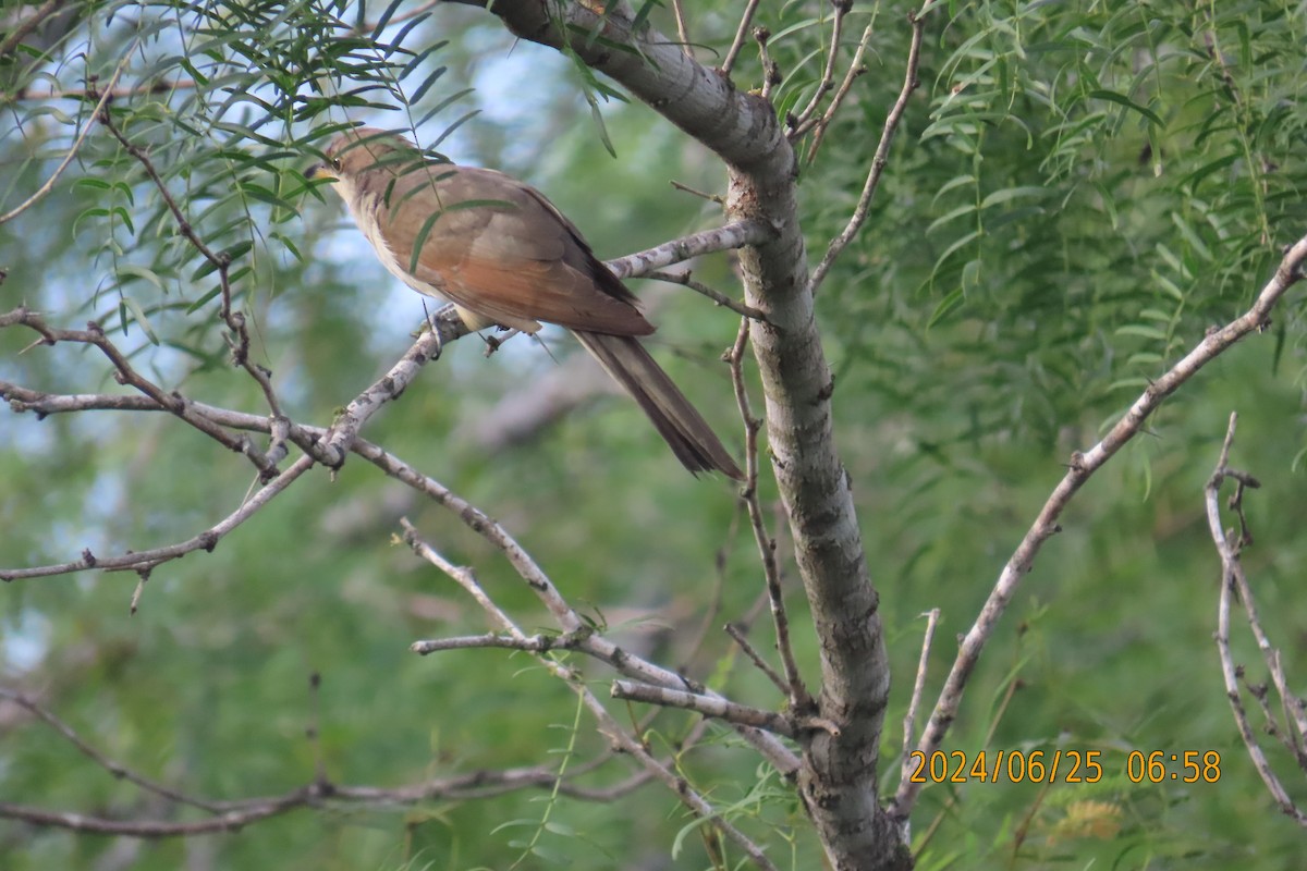 Yellow-billed Cuckoo - ML620831269