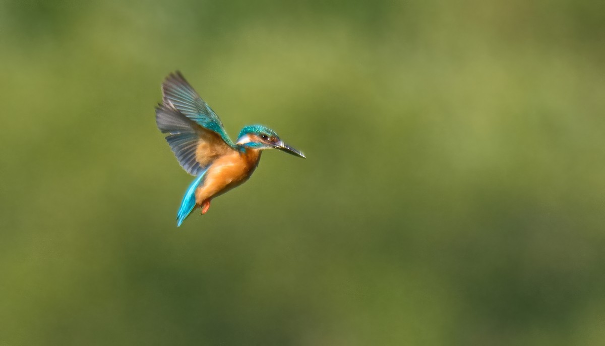 Common Kingfisher - ML620831271