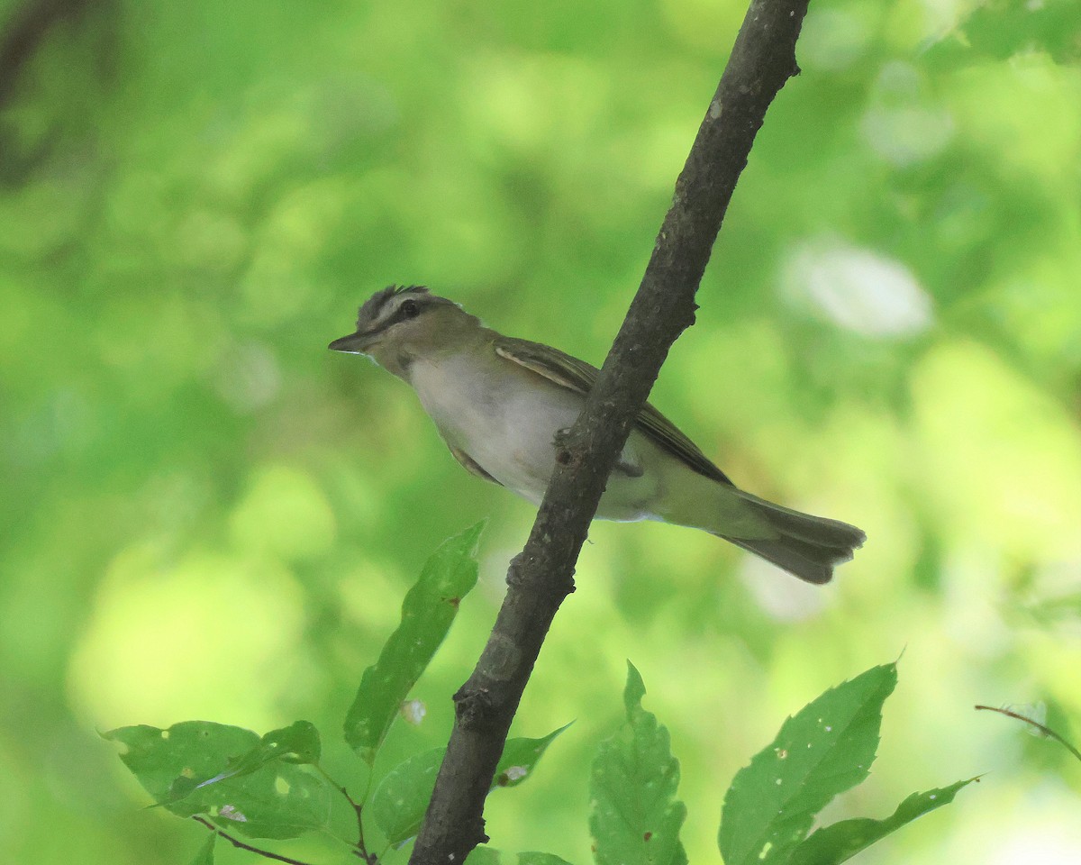 Red-eyed Vireo - ML620831272