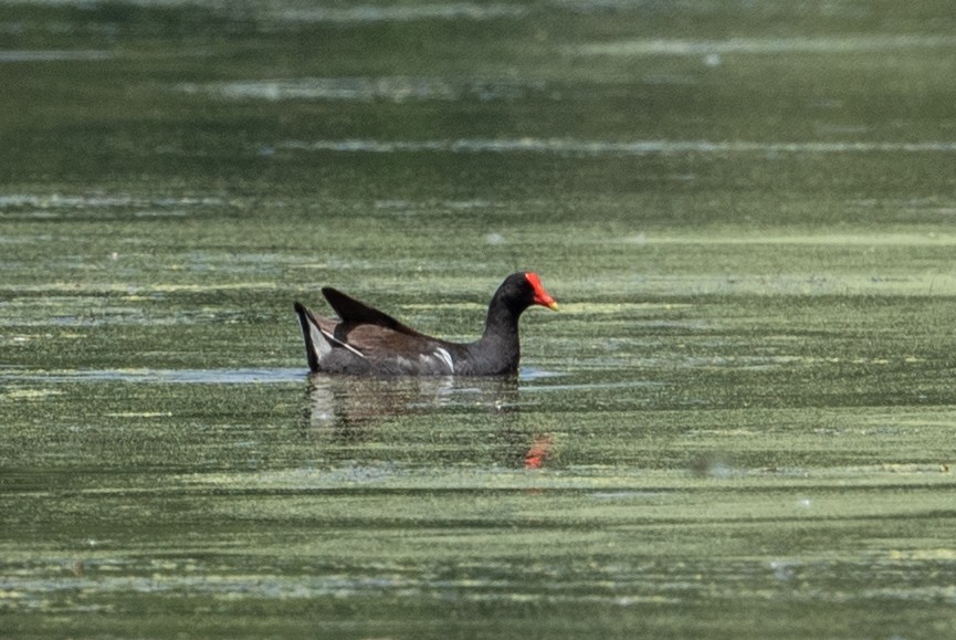 Gallinule d'Amérique - ML620831273