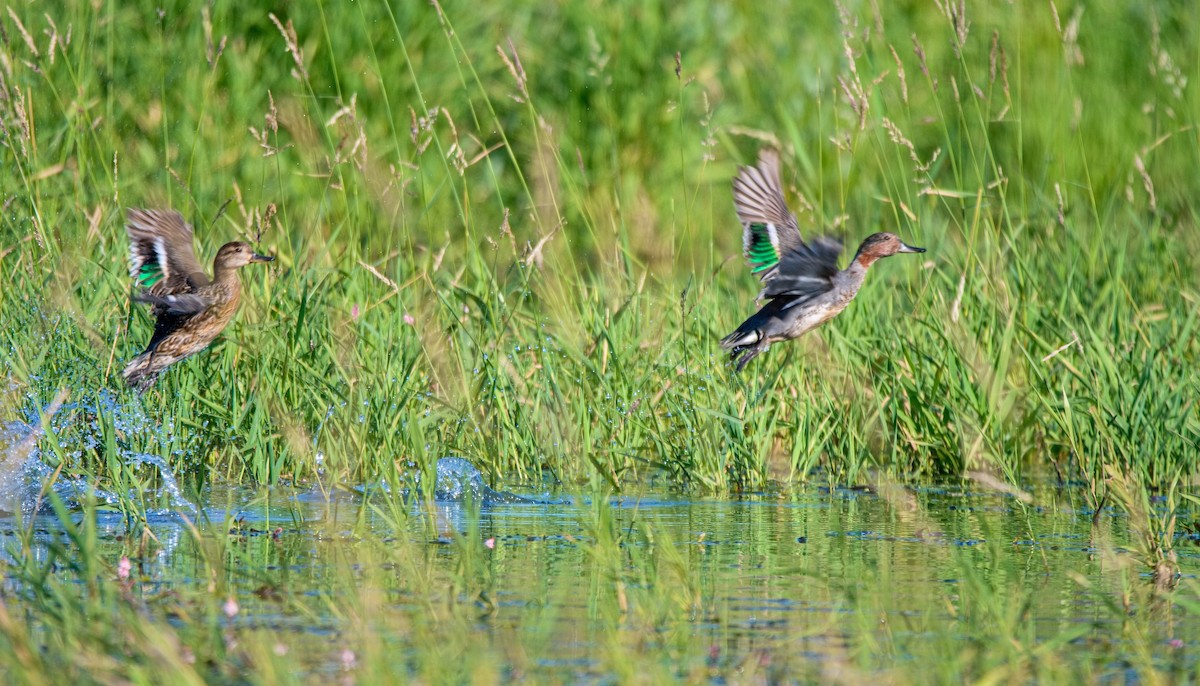 Green-winged Teal - ML620831274