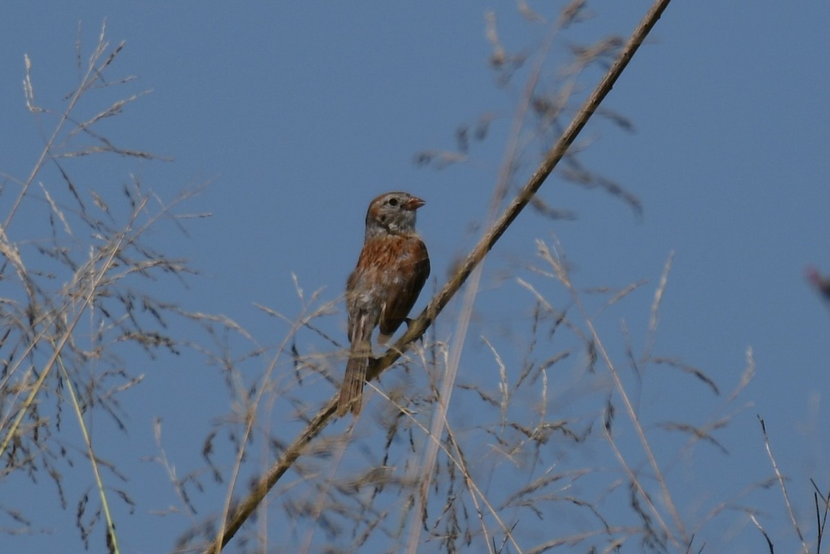 Field Sparrow - ML620831275