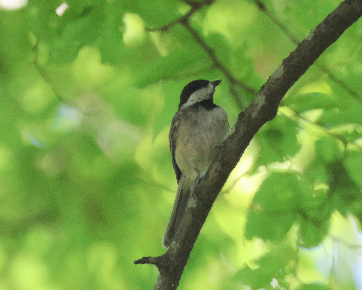 Carolina Chickadee - ML620831278