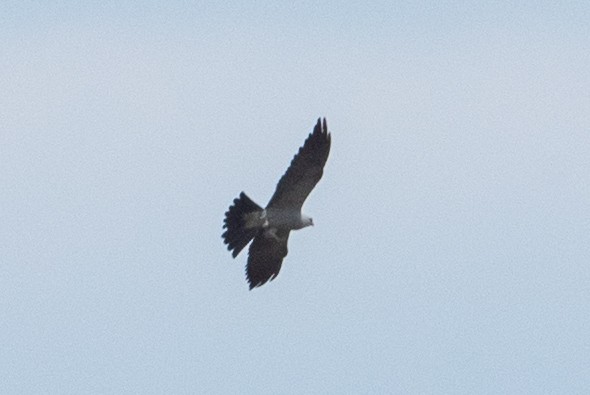 Mississippi Kite - ML620831280