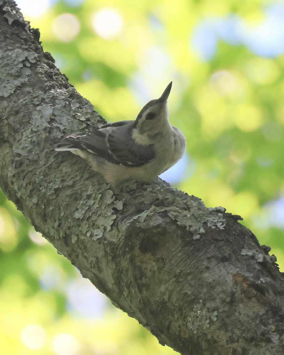 White-breasted Nuthatch - ML620831281