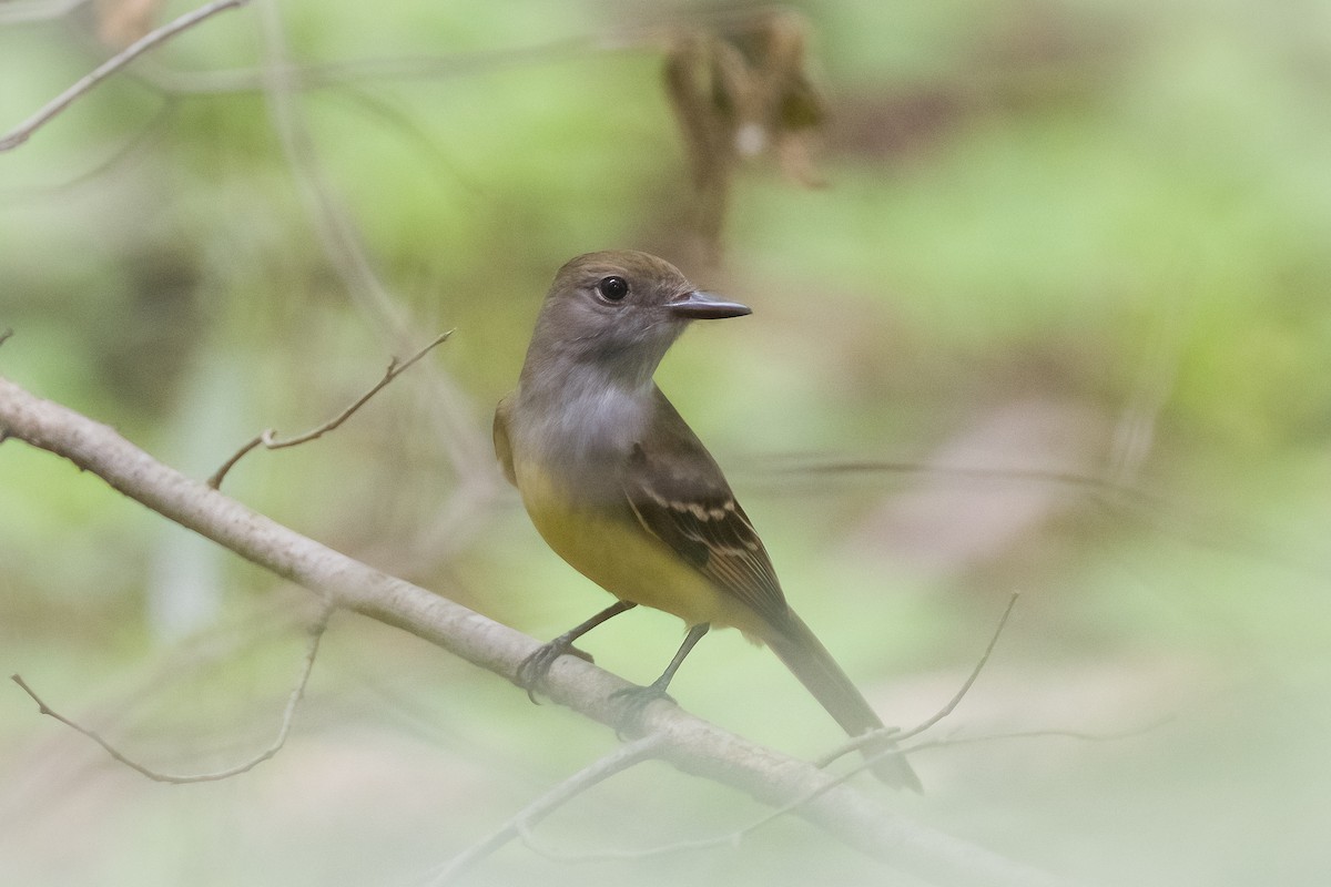 Great Crested Flycatcher - ML620831282