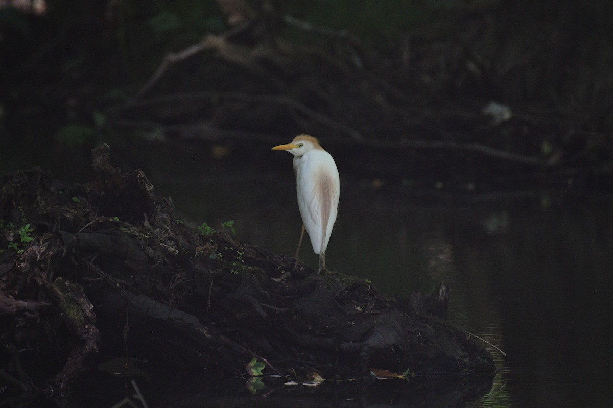 Western Cattle Egret - ML620831287