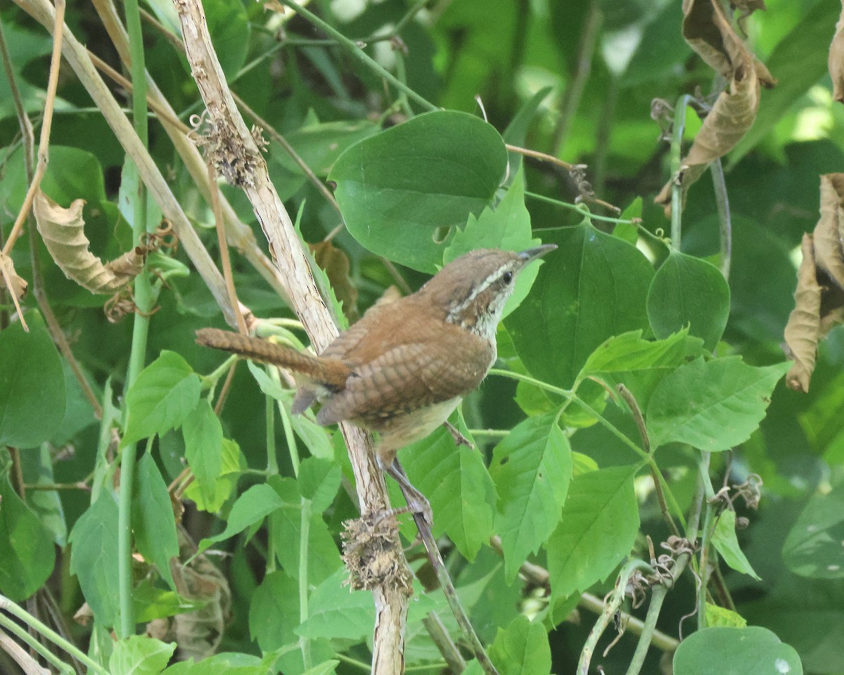 Carolina Wren - ML620831289