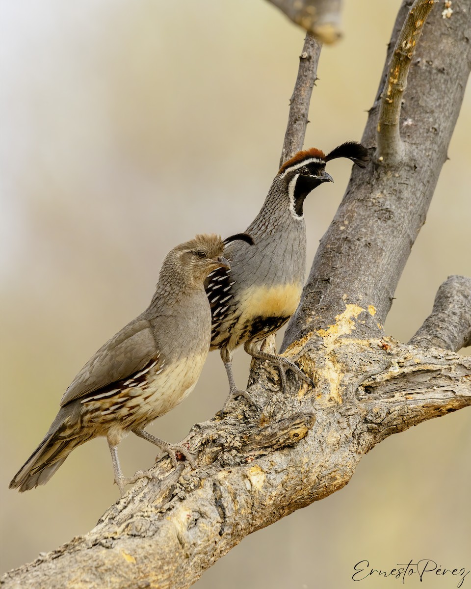 Gambel's Quail - ML620831292