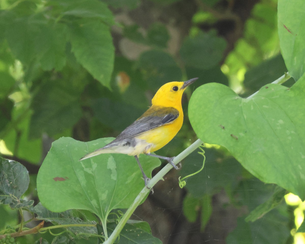 Prothonotary Warbler - ML620831293