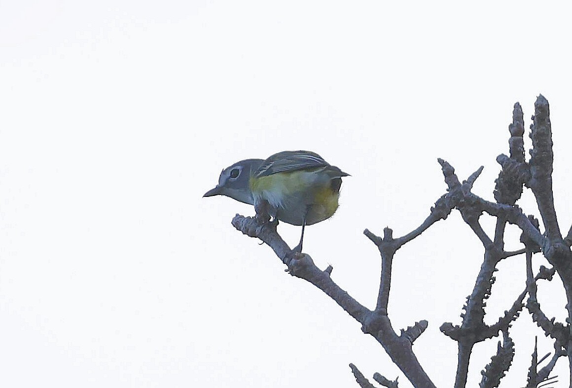 Blue-headed Vireo - ML620831296