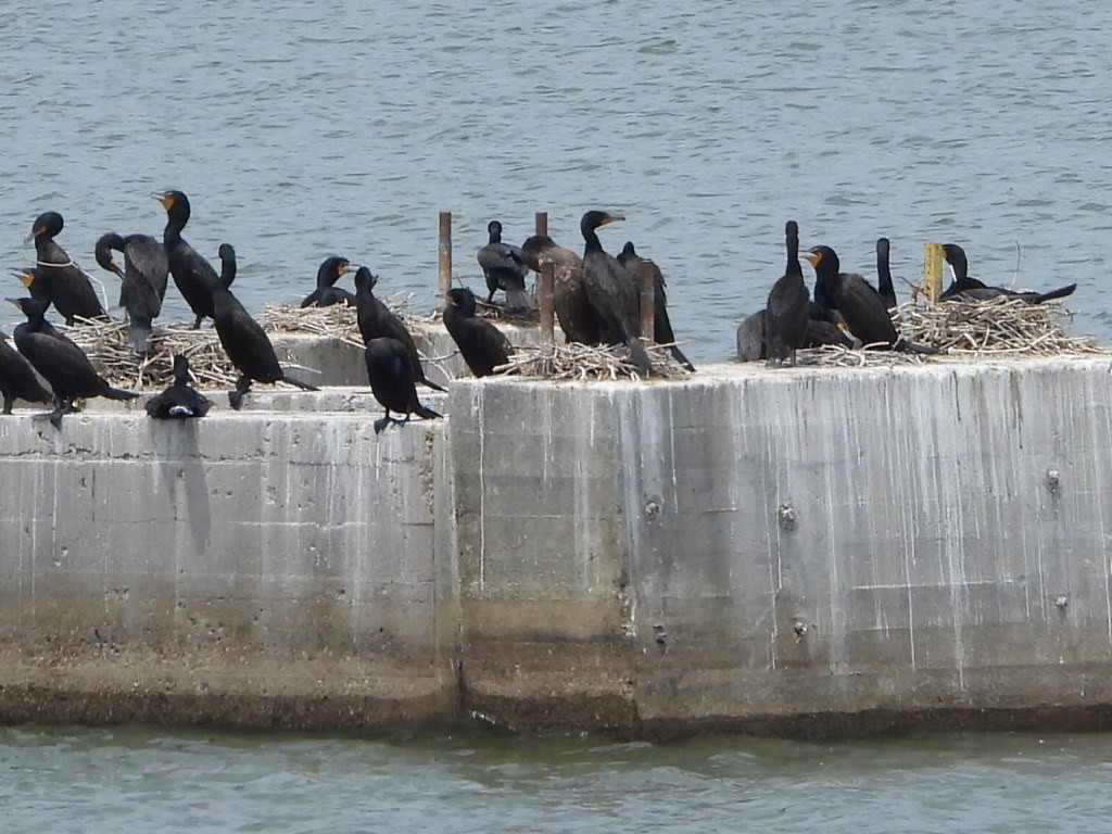 Double-crested Cormorant - Bob Lane