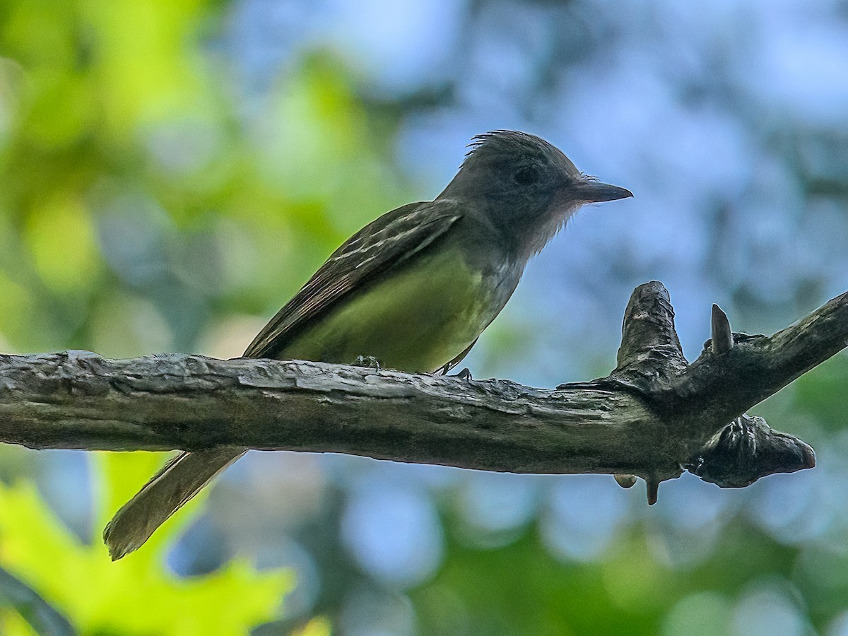 Great Crested Flycatcher - ML620831318