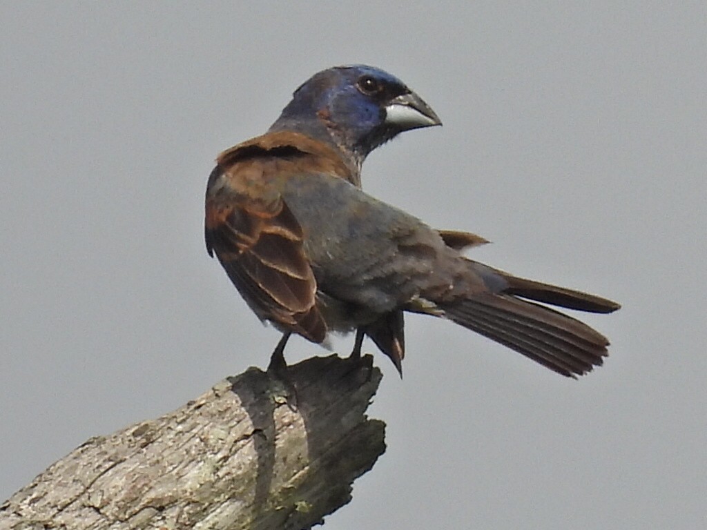 Blue Grosbeak - ML620831326