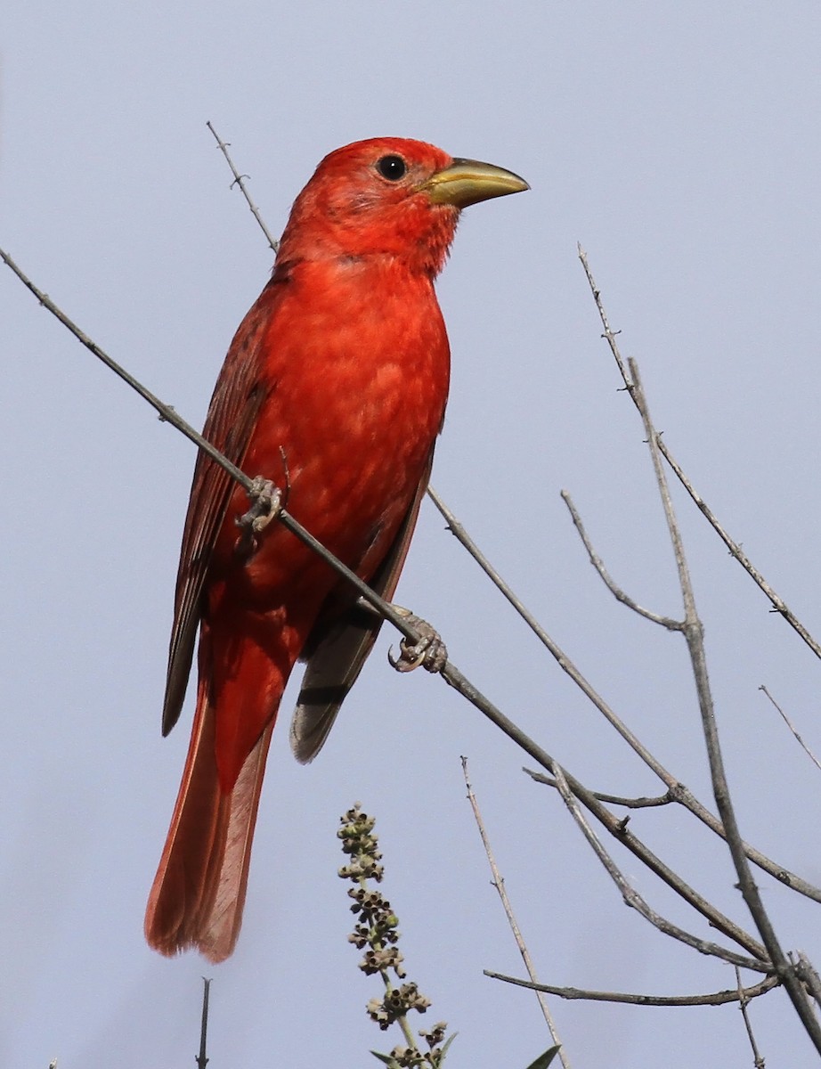 Summer Tanager - Craig Thayer