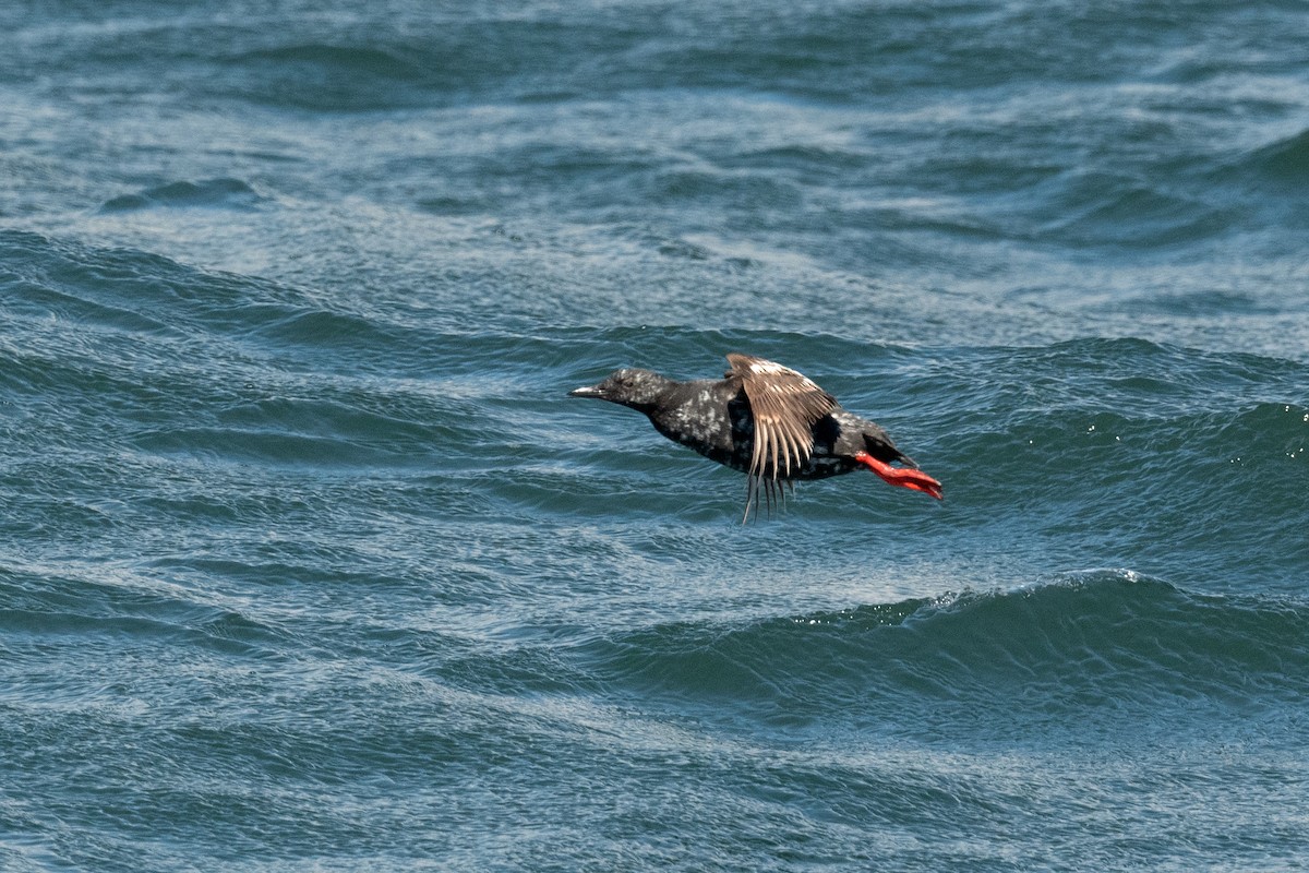 Pigeon Guillemot - ML620831332