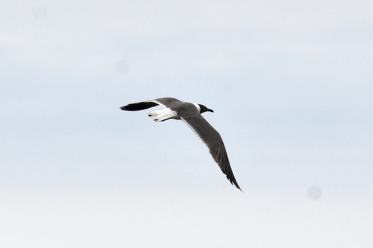 Laughing Gull - ML620831333