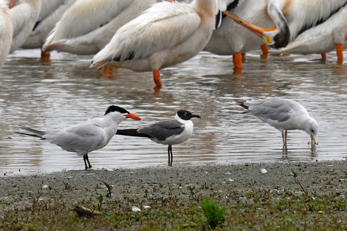 Laughing Gull - Joel Trick