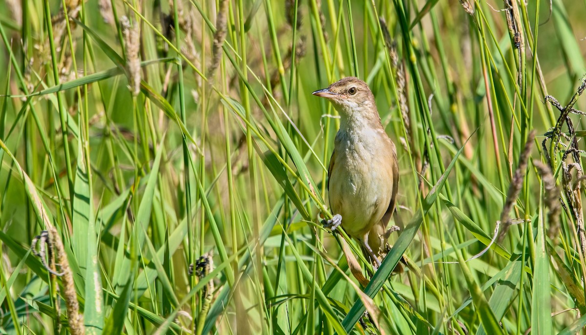 Great Reed Warbler - ML620831339