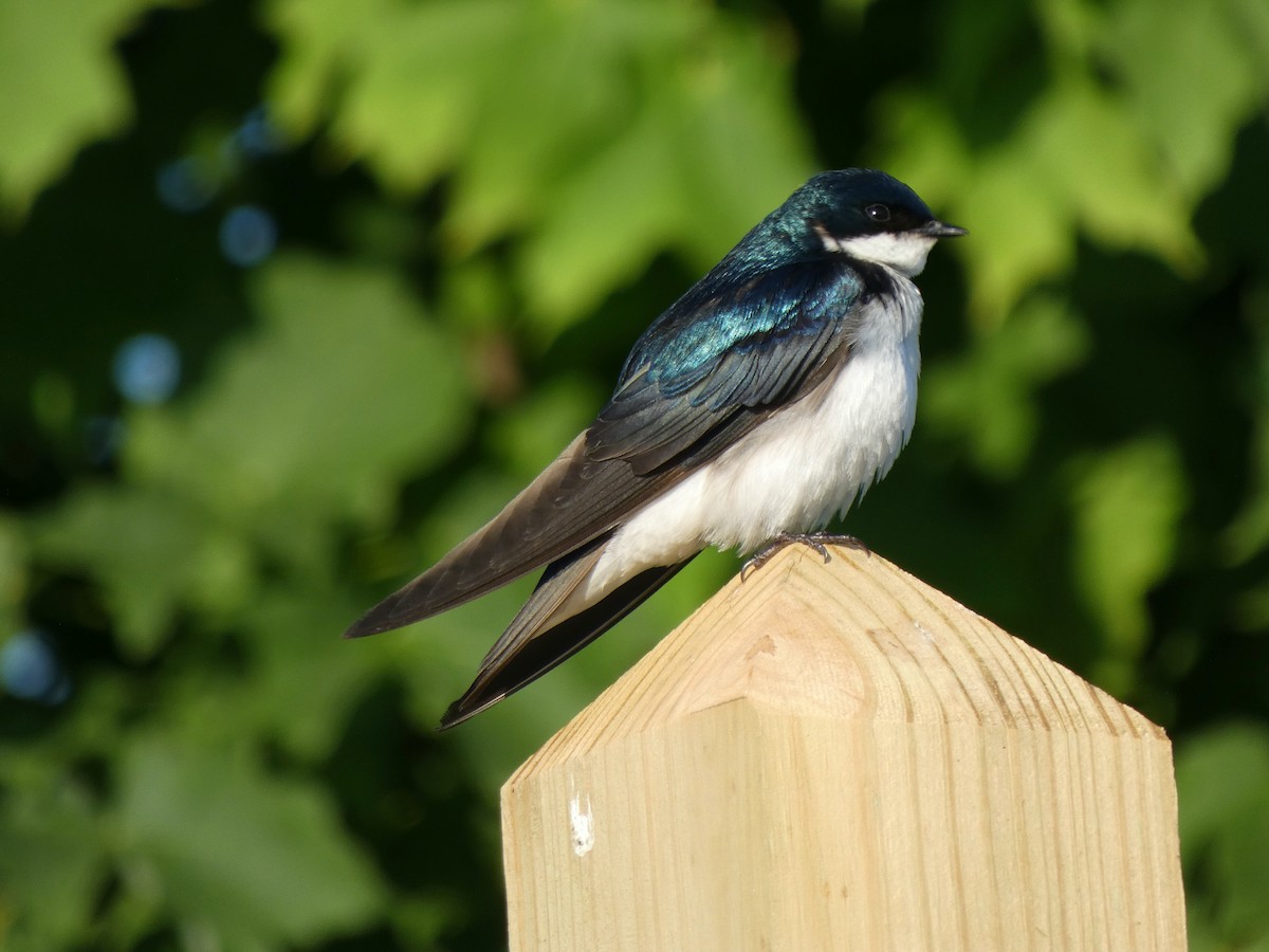 Tree Swallow - ML620831341