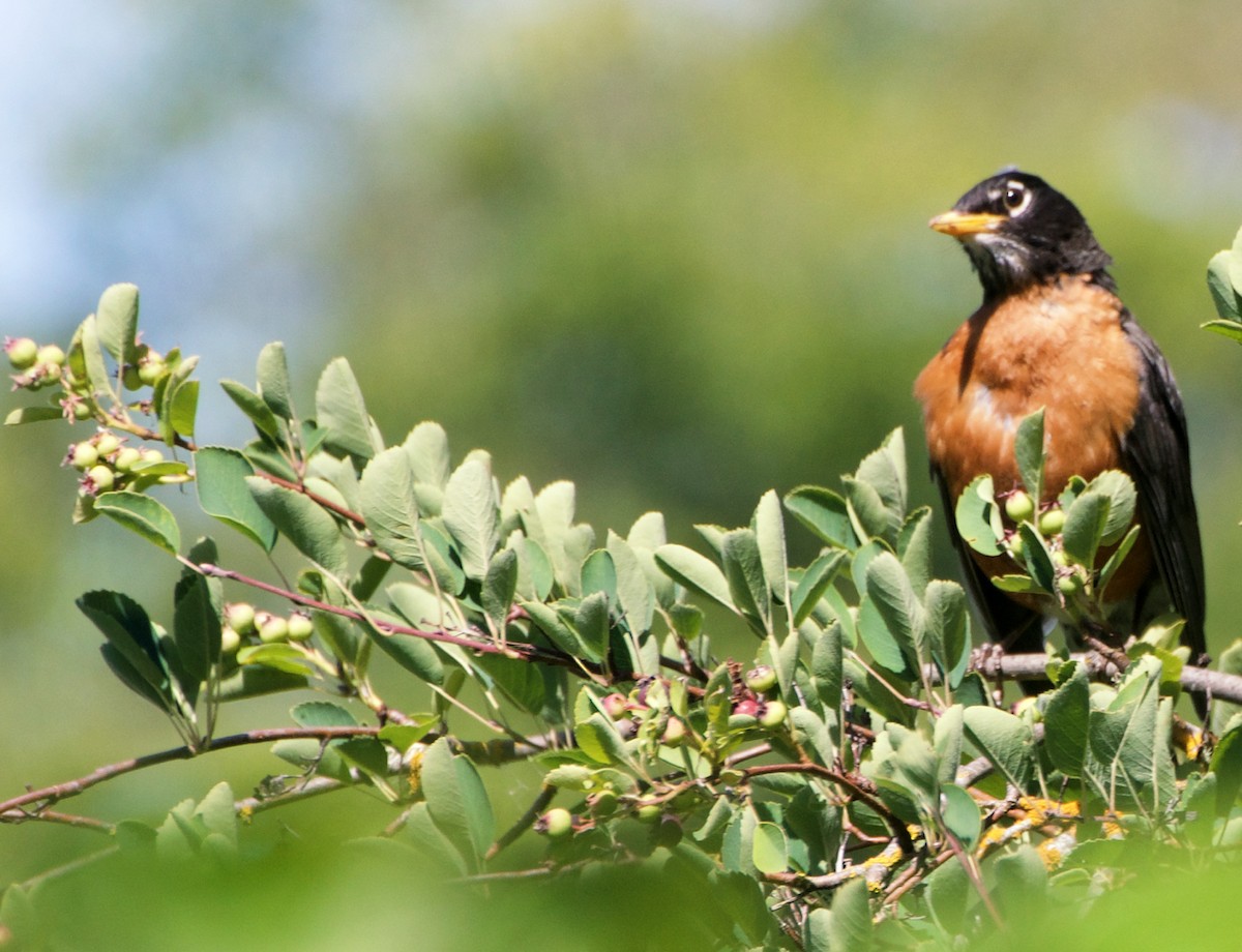 American Robin - ML620831349