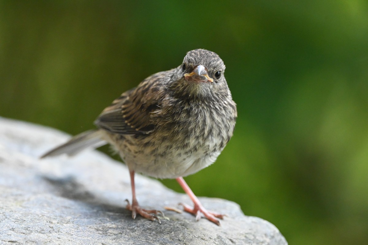 vinterjunko (hyemalis/carolinensis) - ML620831350