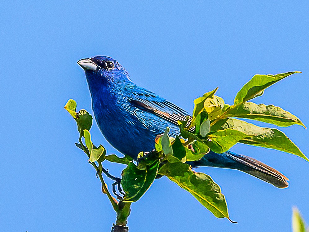 Indigo Bunting - ML620831351