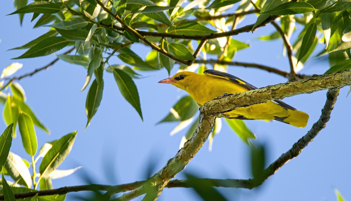 Eurasian Golden Oriole - ML620831352