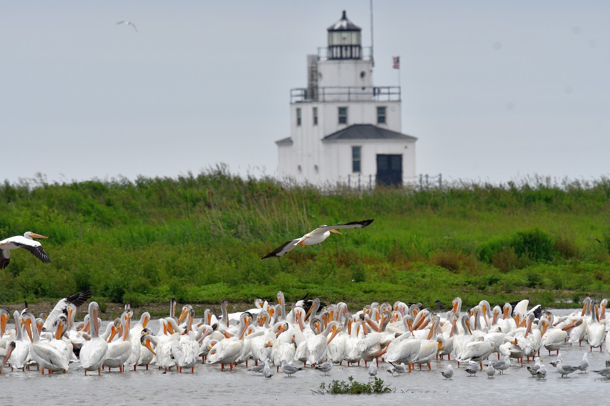 American White Pelican - ML620831353