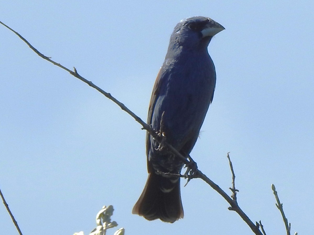 Blue Grosbeak - ML620831354