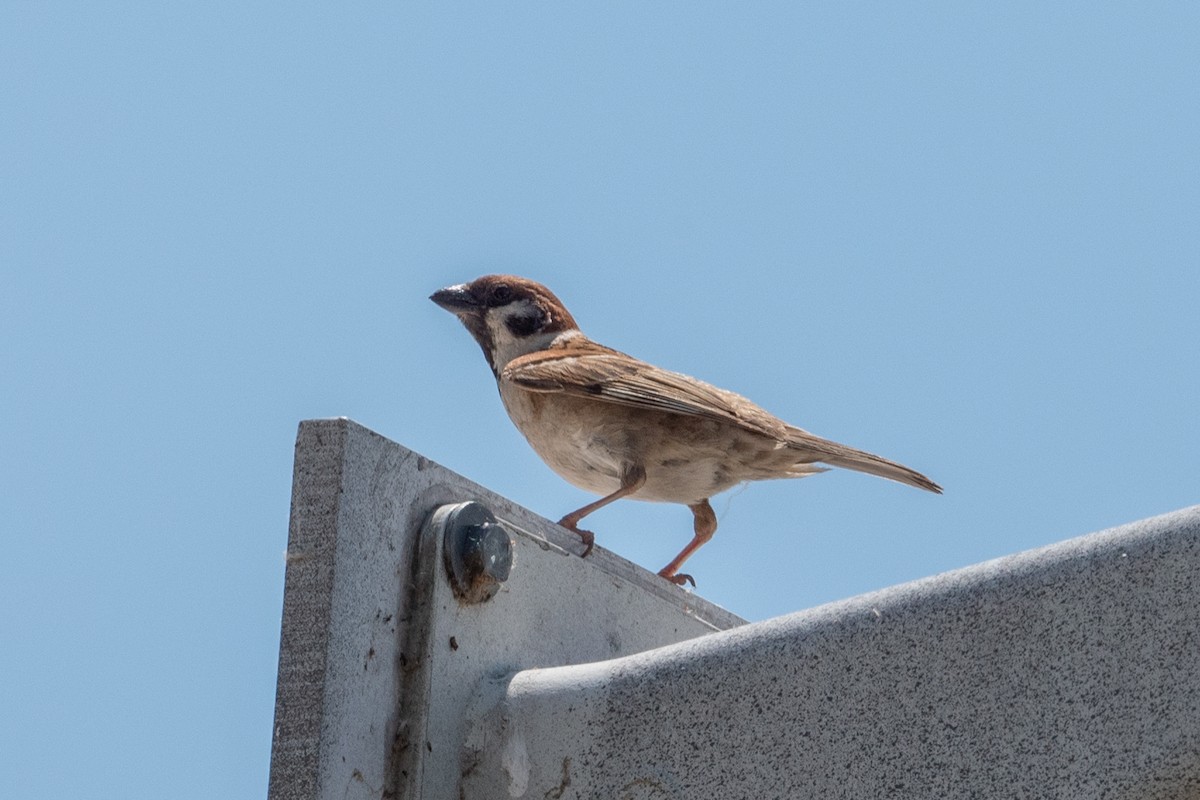 Eurasian Tree Sparrow - ML620831358