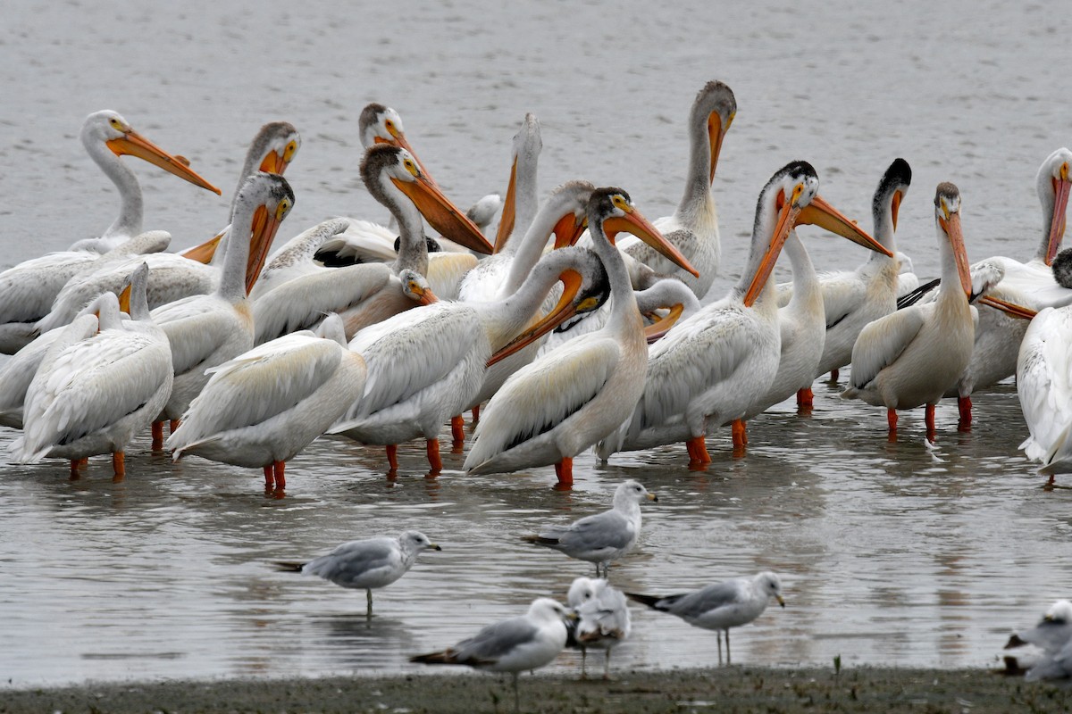 American White Pelican - ML620831360