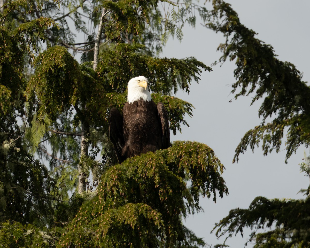 Bald Eagle - ML620831364