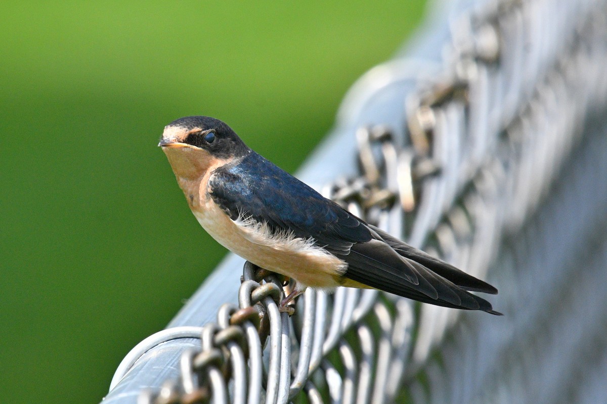 Barn Swallow - ML620831365