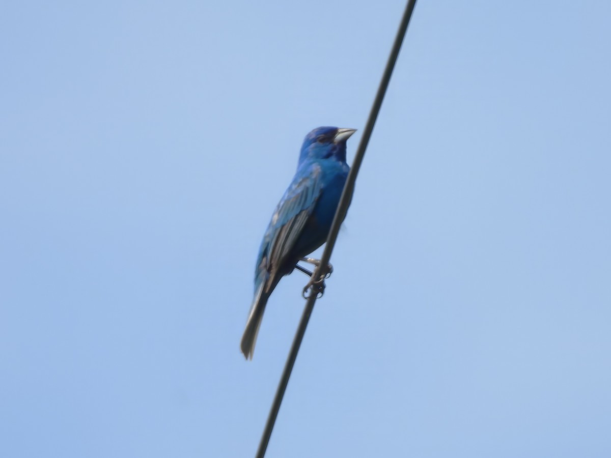 Indigo Bunting - ML620831367