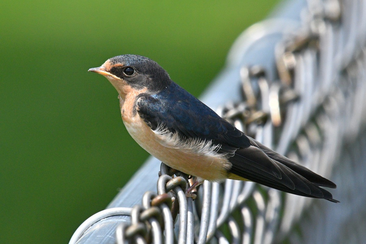 Barn Swallow - ML620831373